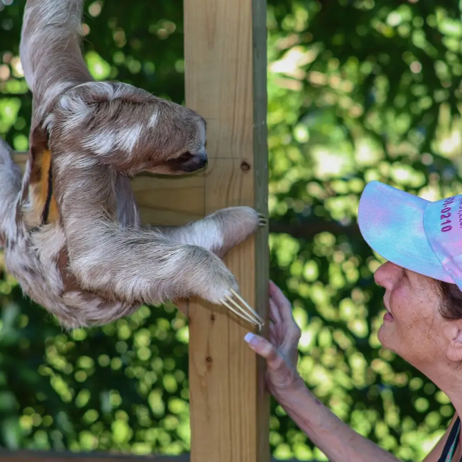 Roatan Sloth Tour Honduras