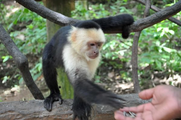 Sloth Tour Roatan Honduras