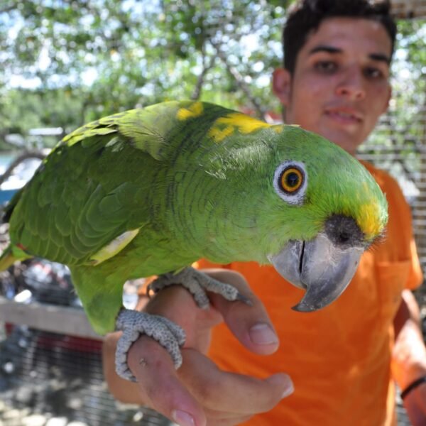 Roatan Sloth Tours Amazon Parrot