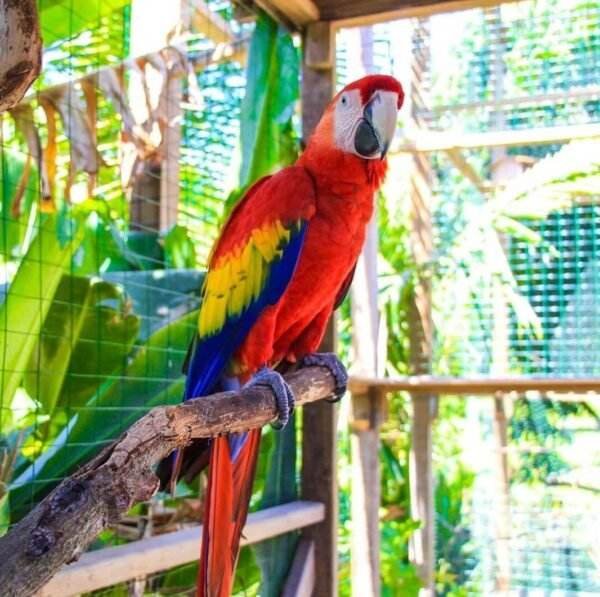 Roatan Sloth Tours Scarlet Macaws